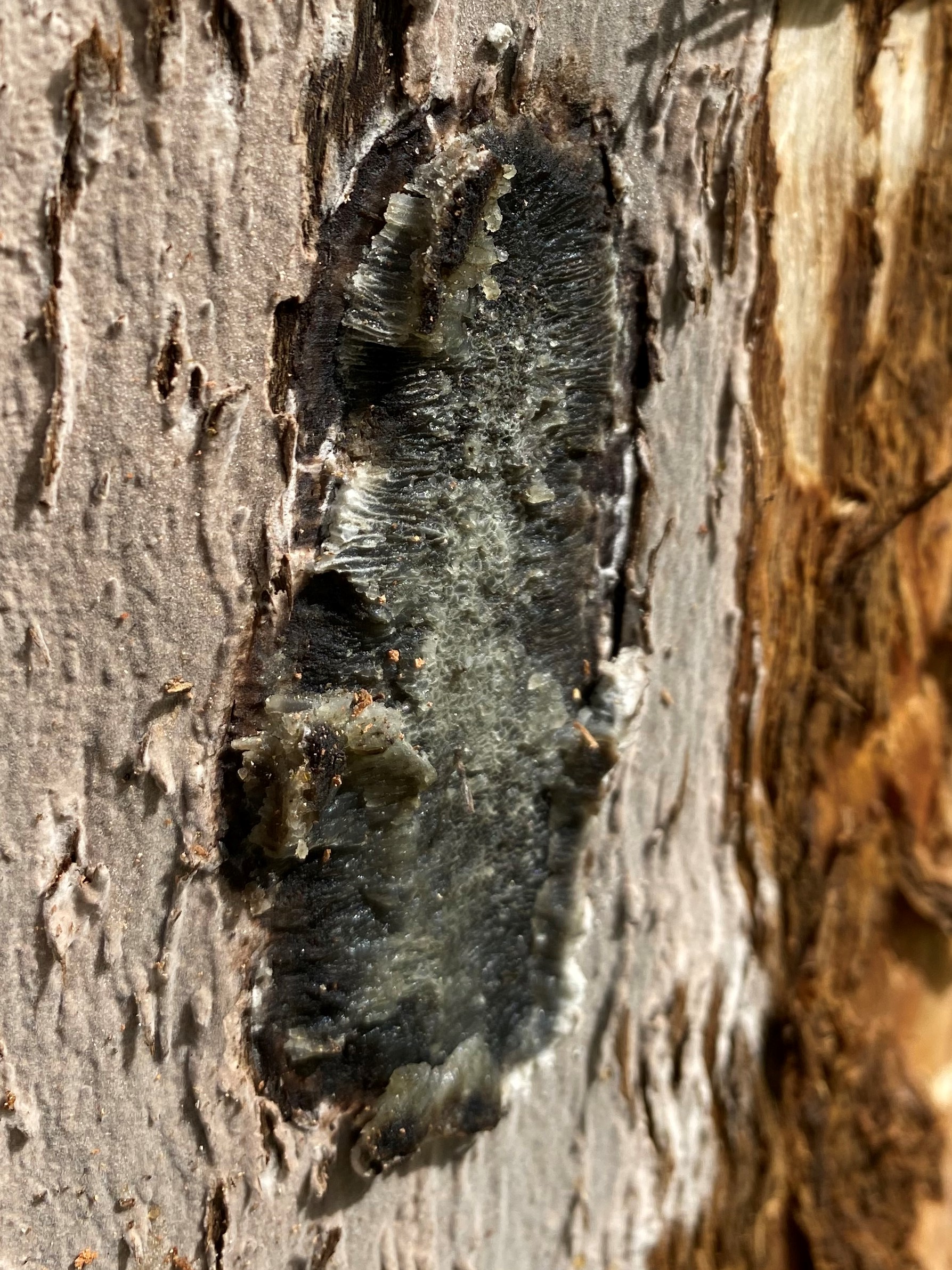 Close-up of the dark grey fungal material of an oak wilt pressure pad. 