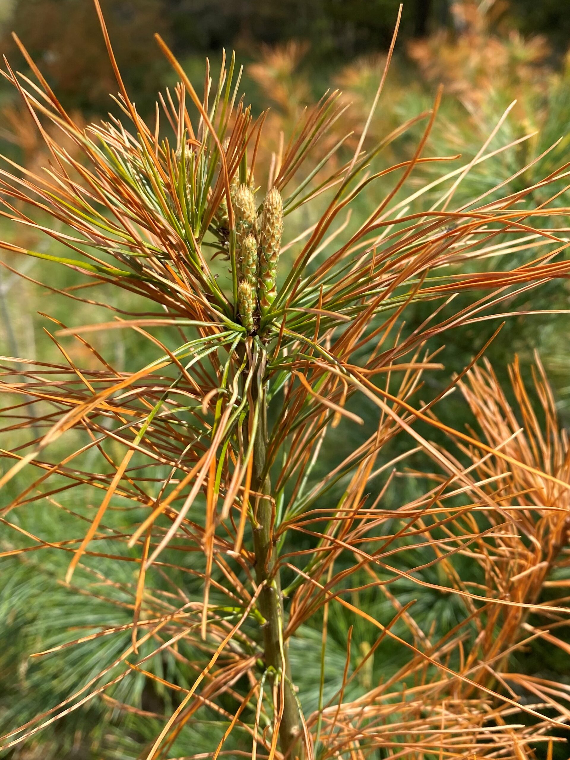 A young white pine tree with brown needles has buds growing like normal.