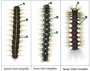 Illustrations depicting distinguishing features of eastern tent caterpillar, forest tent caterpillar and spongy moth.