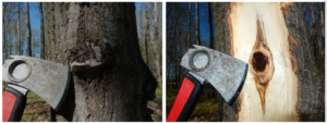 Two photos. The first showing the hoof-shaped conk, and the second showing after that part of the tree was peeled to show decay and staining.