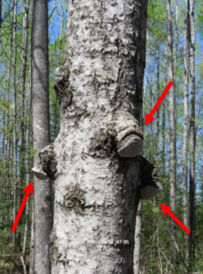 Aspen tree with several hoof-shaped conks caused by the white trunk rot fungus.