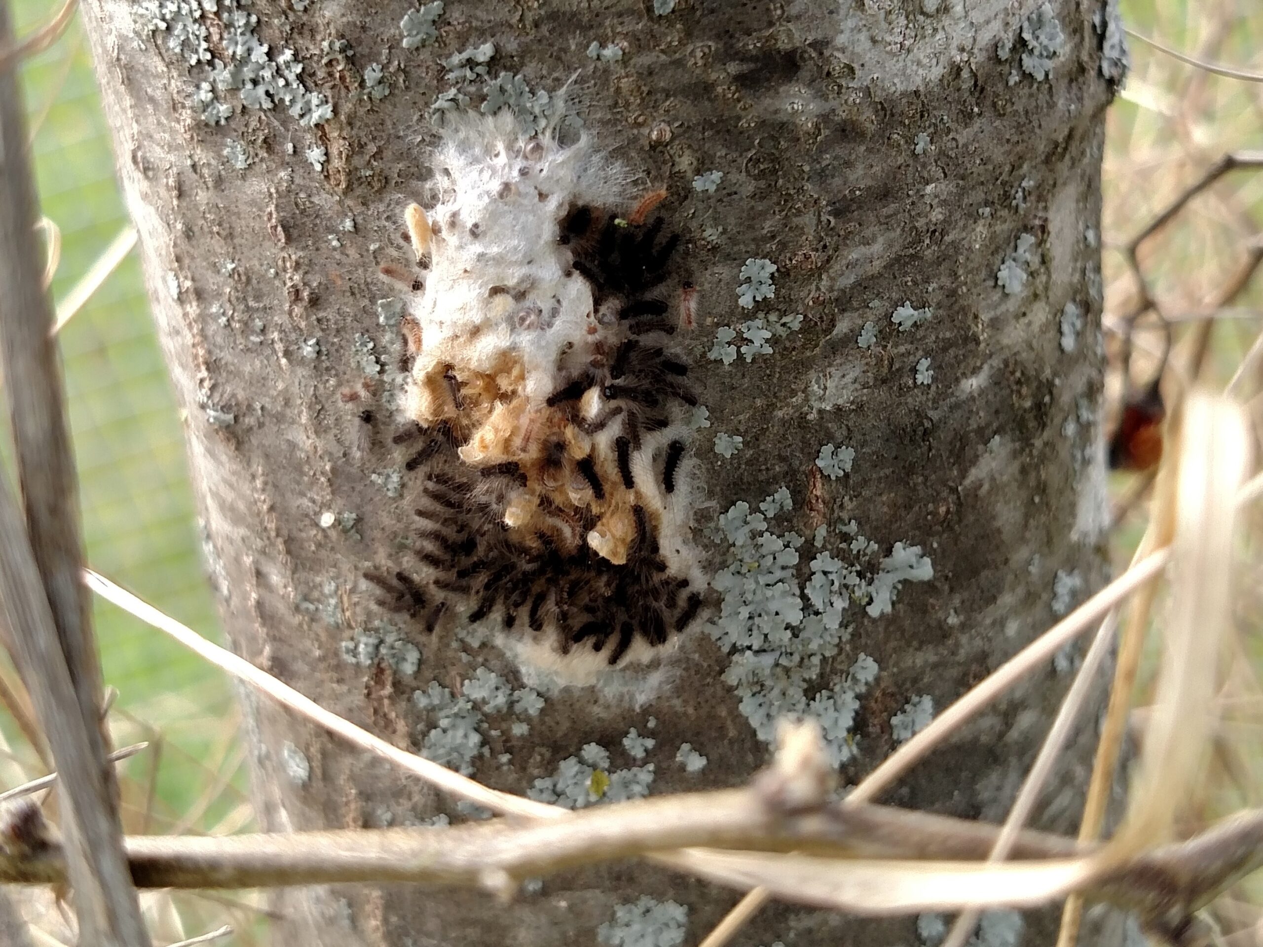 Tiny, freshly hatched spongy moth caterpillars are clustered on an egg mass on a tree.