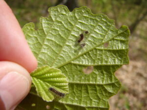 Two small spongy moth caterpillars feeding on leaves.