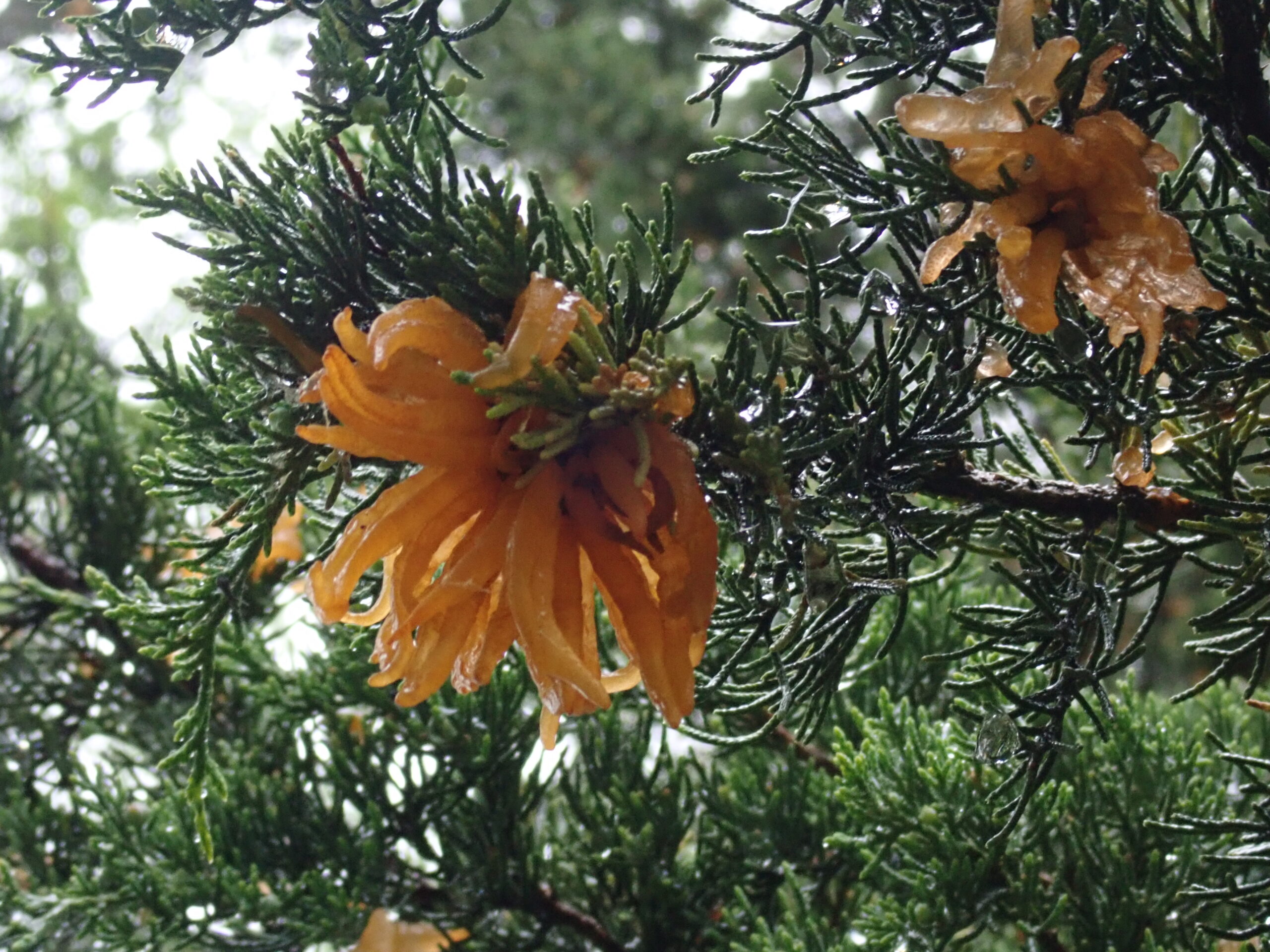 Orange jelly-like horns extending 1/2 inch long and 1/8 inch in diameter on cedar