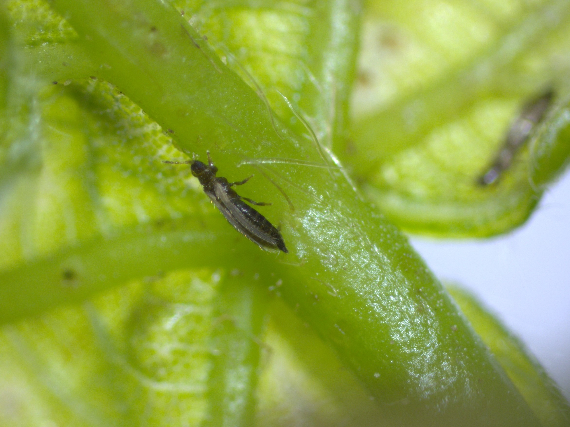 A long and thin introduced basswood thrips rests on the underside of a small green leaf.