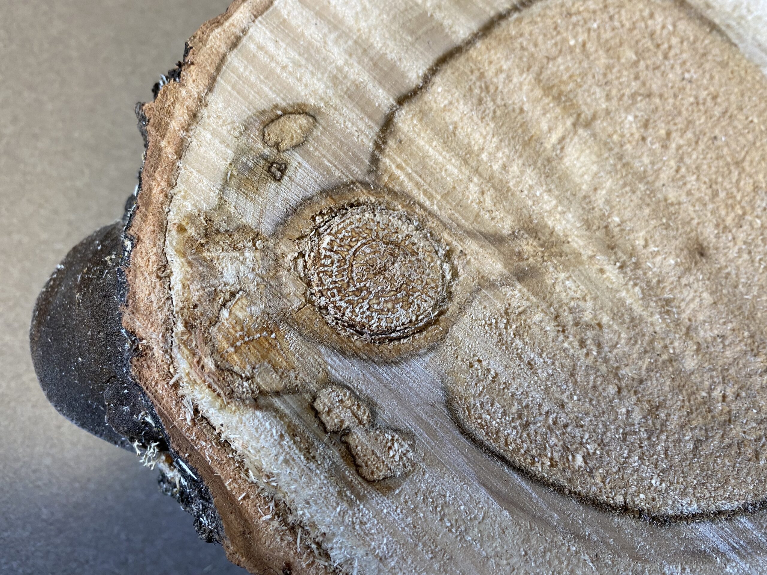 A cross section of the trunk of an aspen with significant decay in the center and a fruiting body conk on the side of the wood.