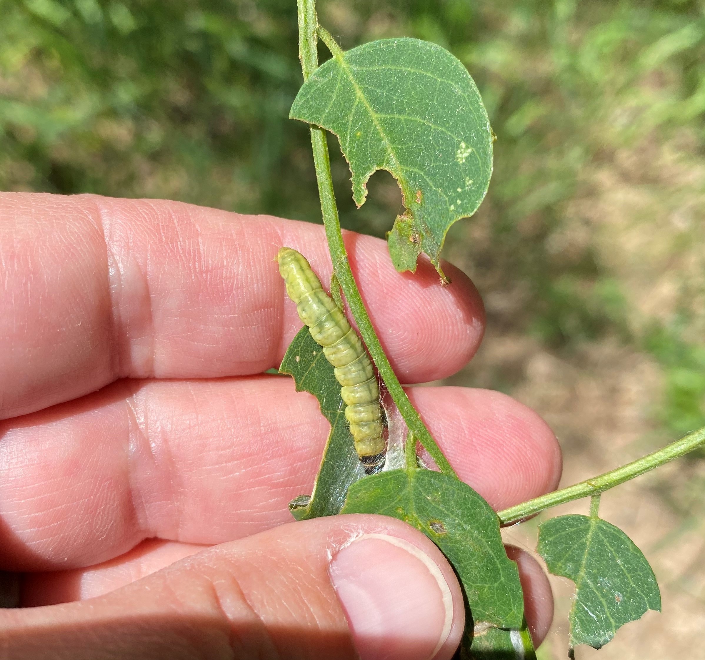 A green caterpillar feeds on black locust leaves.