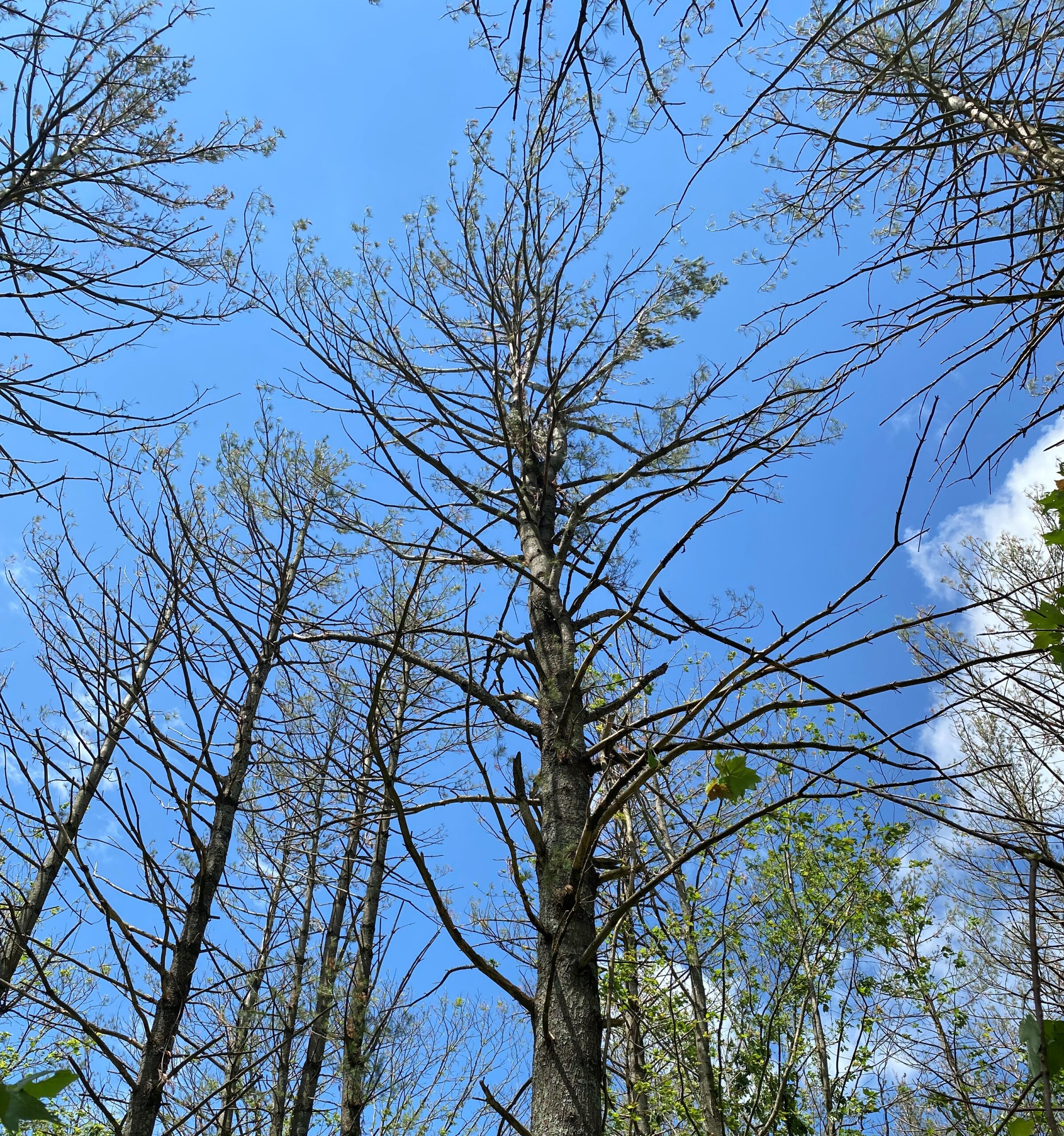 White pine canopy with severe needle loss and branch damage.