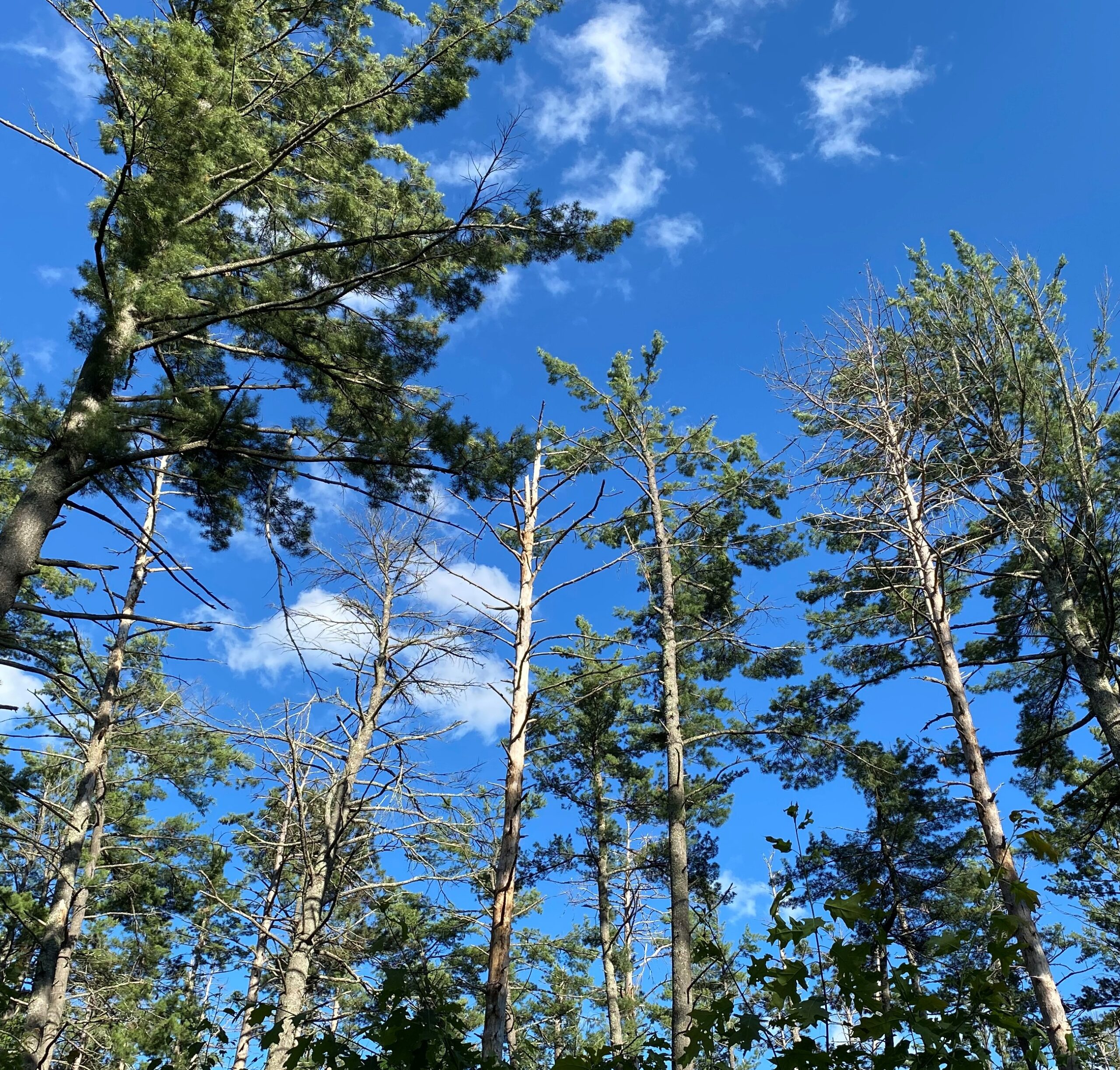 White pine canopy with rugged appearance 8 years after being damaged by a severe hailstorm.