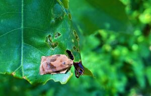 Oak leafroller adult (moth) in oak leaf near pupal case.
