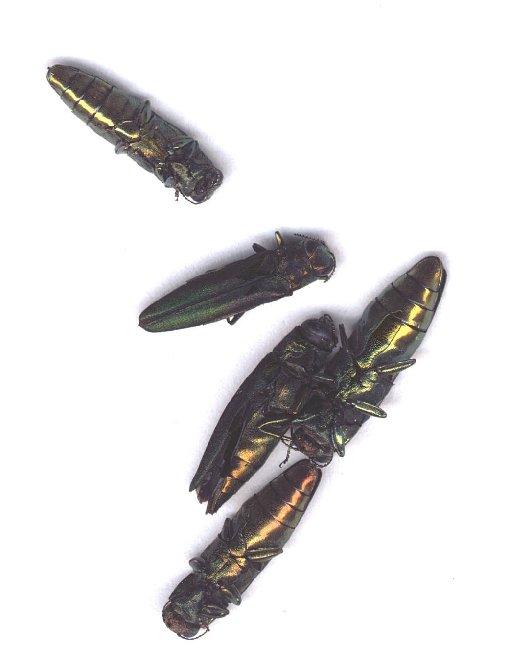 Five metallic green beetles against a white background.