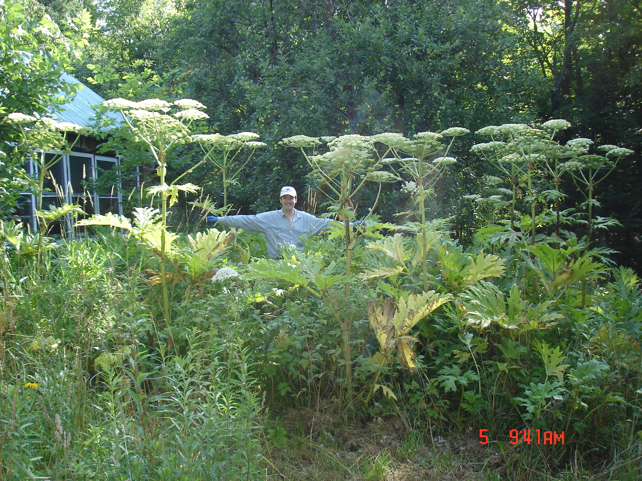 Person standing with giant hogweed towering over them.