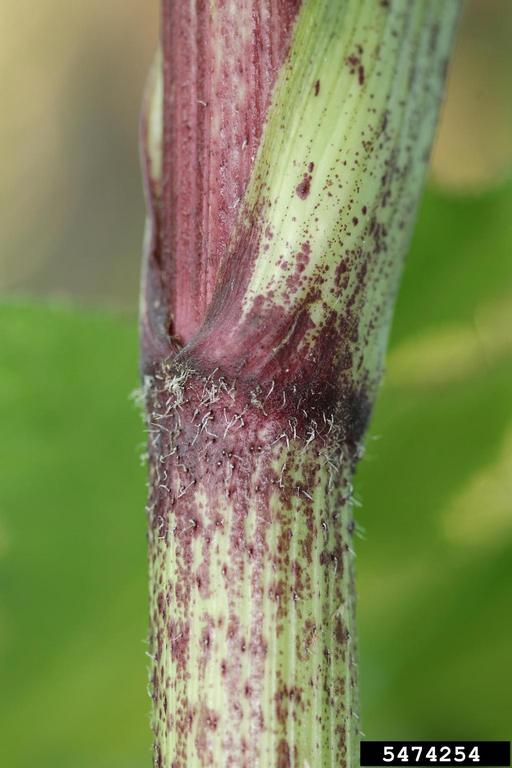 A giant hogweed stem that is green with purple blotches.