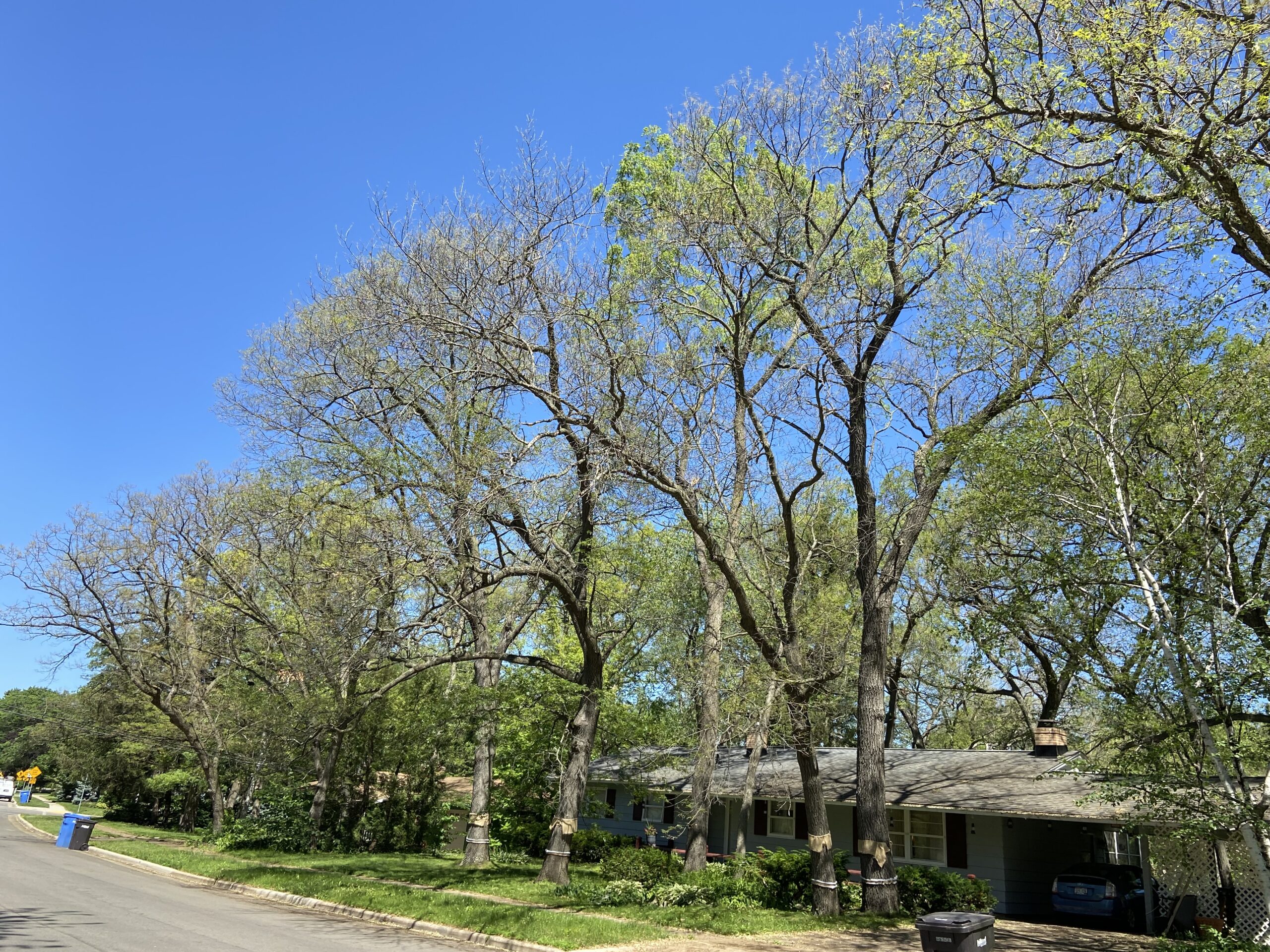 Large, defoliated yard trees along road in neighborhood.