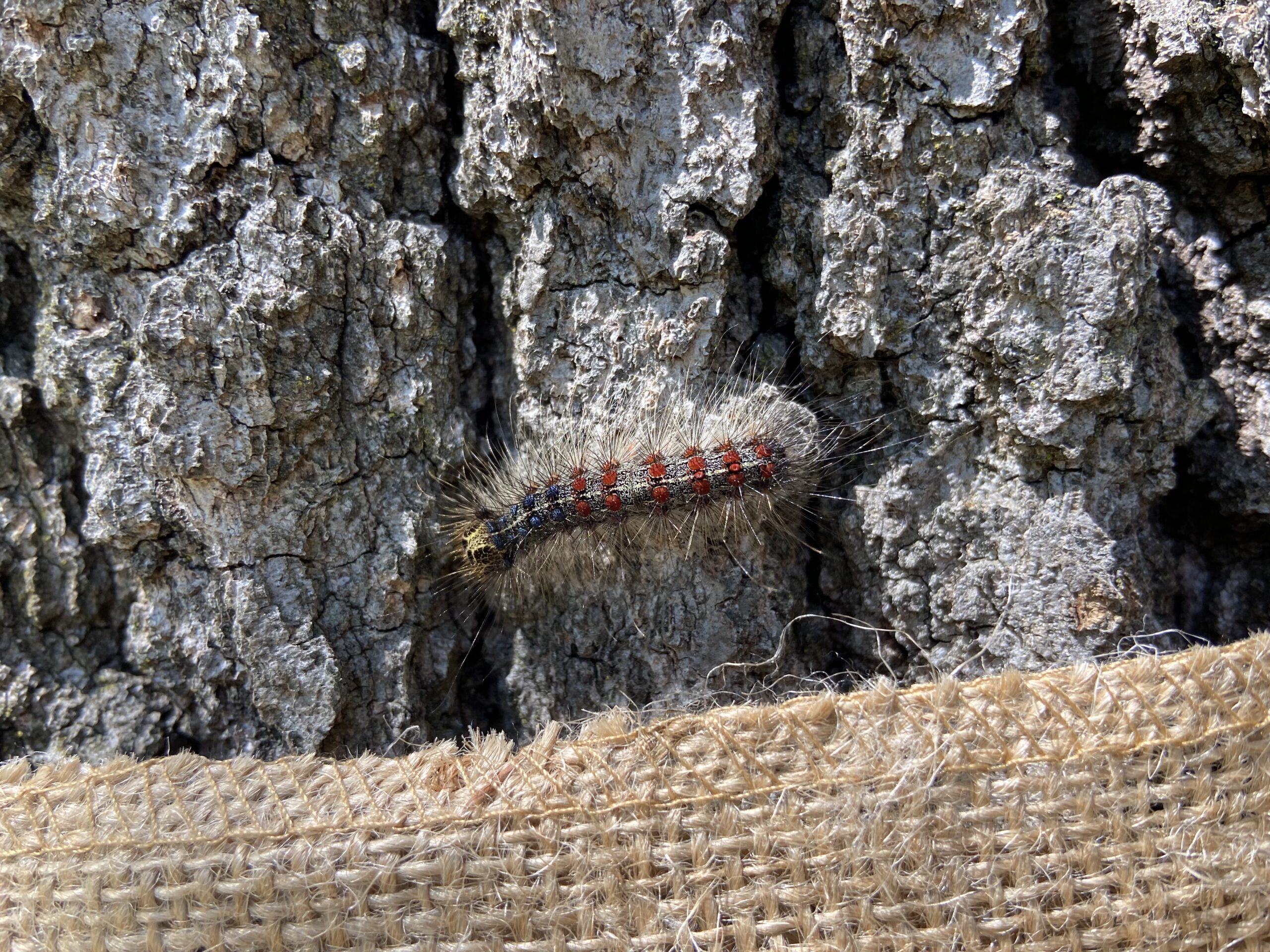 A spongy moth caterpillar closeup.