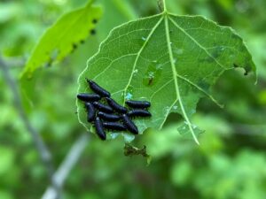 A group of dark leaf beetle larvae on an aspen leaf.