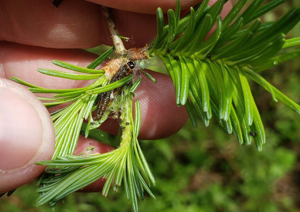 Another Year Of Spruce Budworm Defoliation