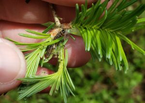 Dark colored spruce budworm caterpillar feeding on new balsam fir foliage.