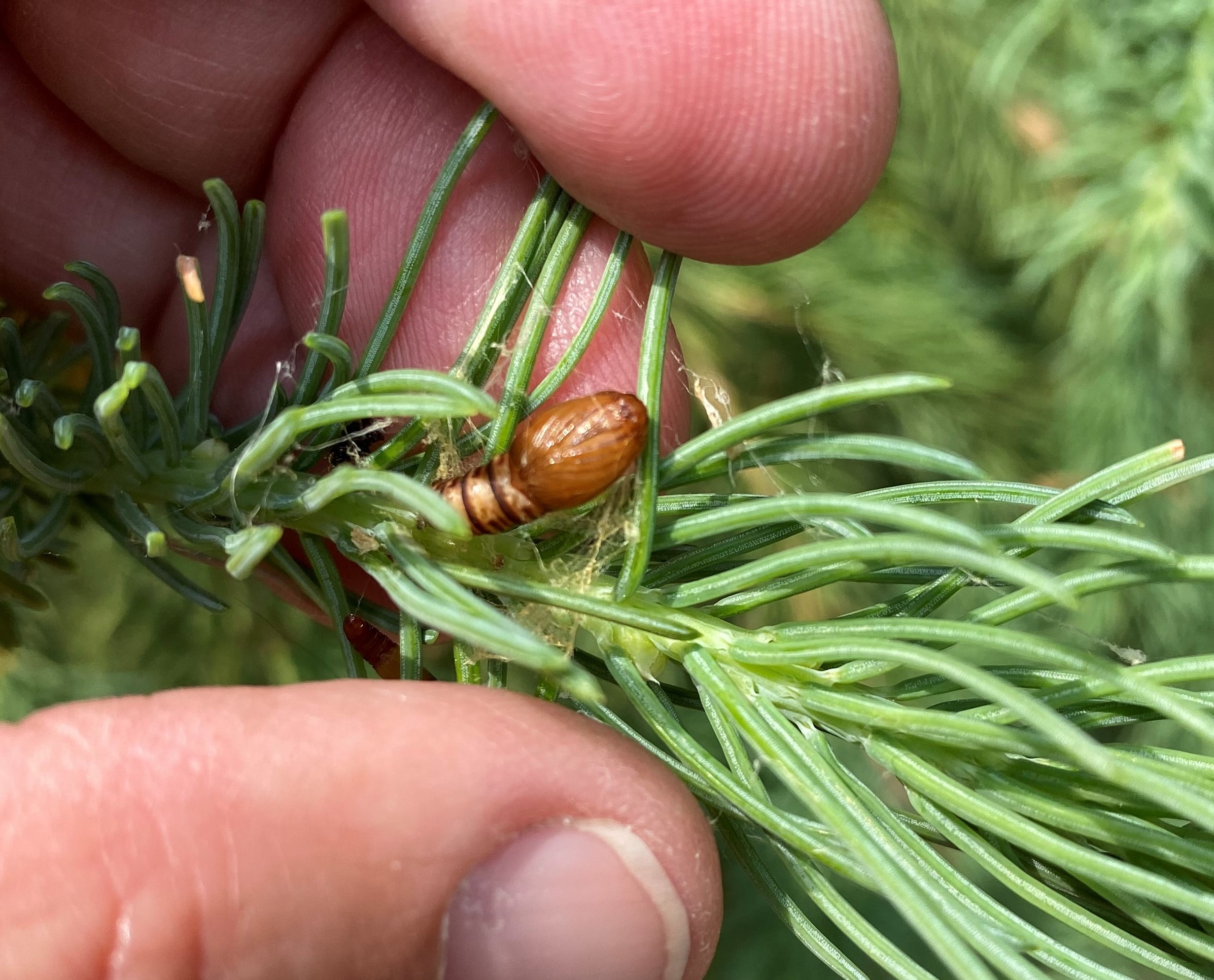 Small brown pupal case on a balsam fir branch.