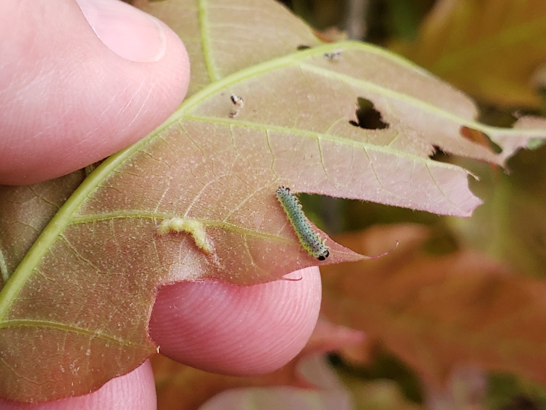 A small caterpillar on the underside of an oak leaf.