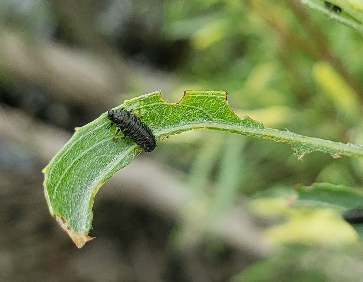 Willow leaf with a dark leaf beetle larvae feeding on it.
