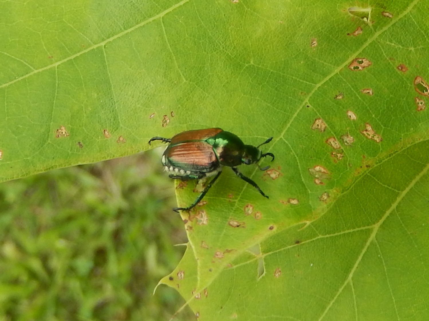 An adult beetle on a leaf.