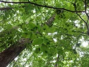 Multiple symptomatic beech leaves showing dark striping between lateral veins on the underside of the canopy.