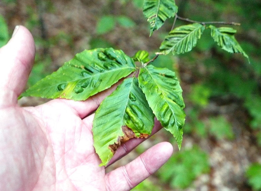 Leaves showing disease progression with thick, puckered sections between leaf veins and yellowing tissue.