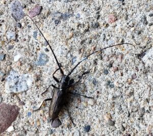 Pine sawyers are black beetles with long antennae.