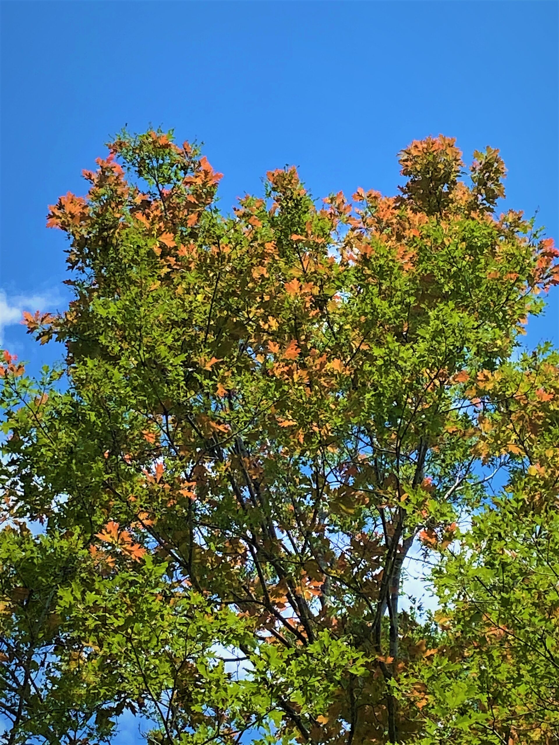 A red oak tree with a red and green leaves. 