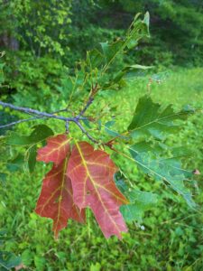 Red leaves grow from a red oak branch.