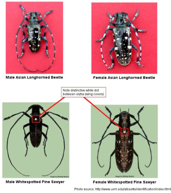 Side-by-side comparison of Asian longhorned beetle and white-spotted pine sawyer.