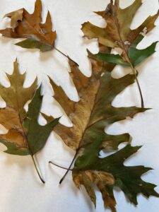 Oak leaves with abnormally-shaped brown blotches.