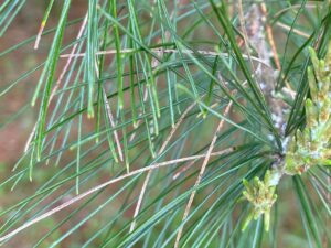 Some white pine needles are tan colored due to Lophodermium infection.