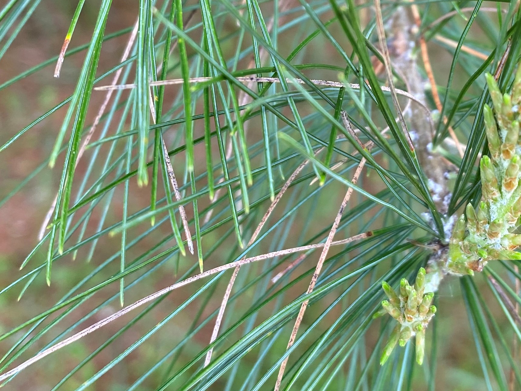 Some white pine needles are tan colored due to Lophodermium infection.
