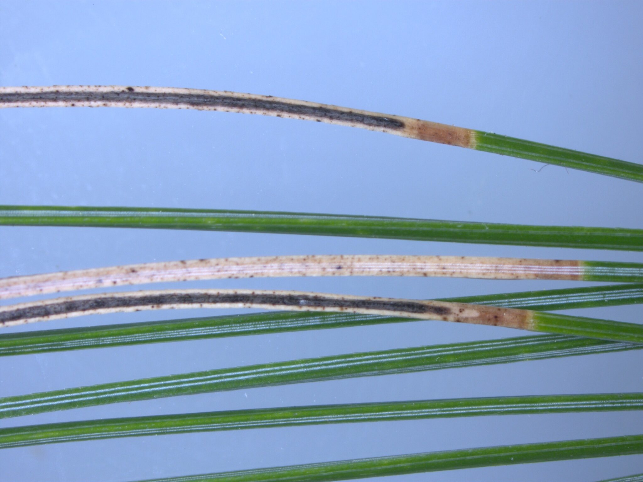 Troubled White Pines Disease And Thinning