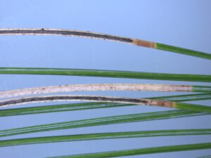 Long black stripes on tan needles.