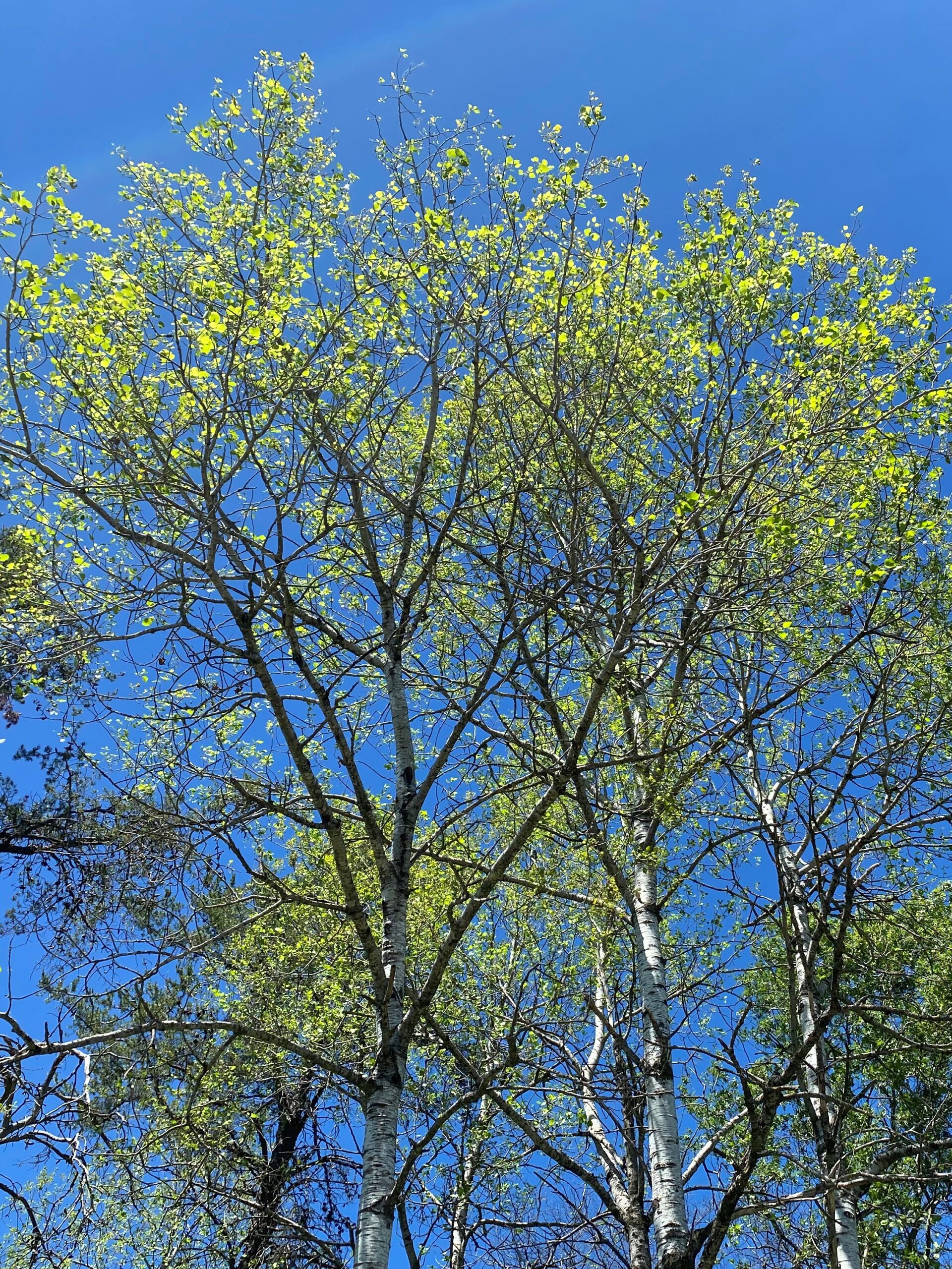 Aspen trees with leaves damaged by leaf disease..