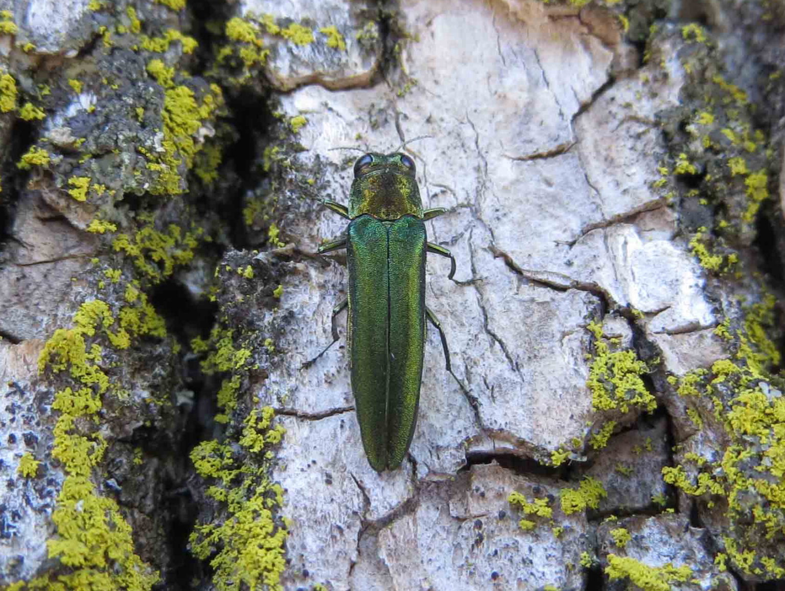 Grant Funds Available For Community EAB Management