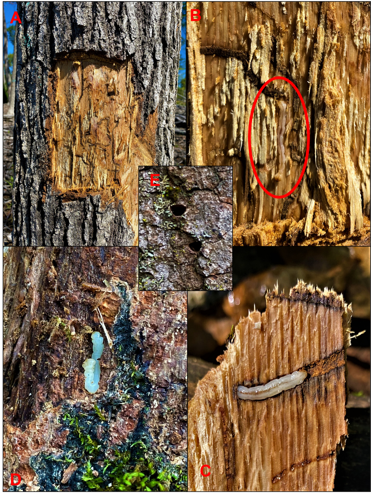 Twolined chestnut borer life stages.