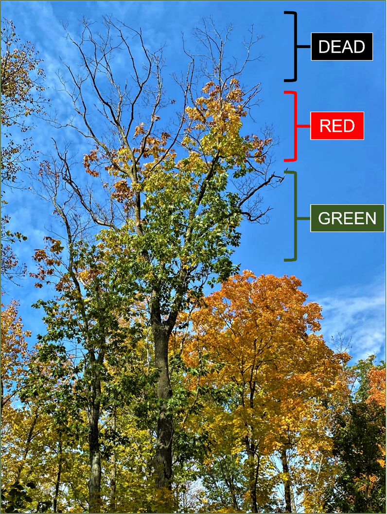 Red oak showing symptoms of attack by twolined chestnut borer, with green leaves in the lower crown, red leaves in the middle crown and no leaves in the upper crown.