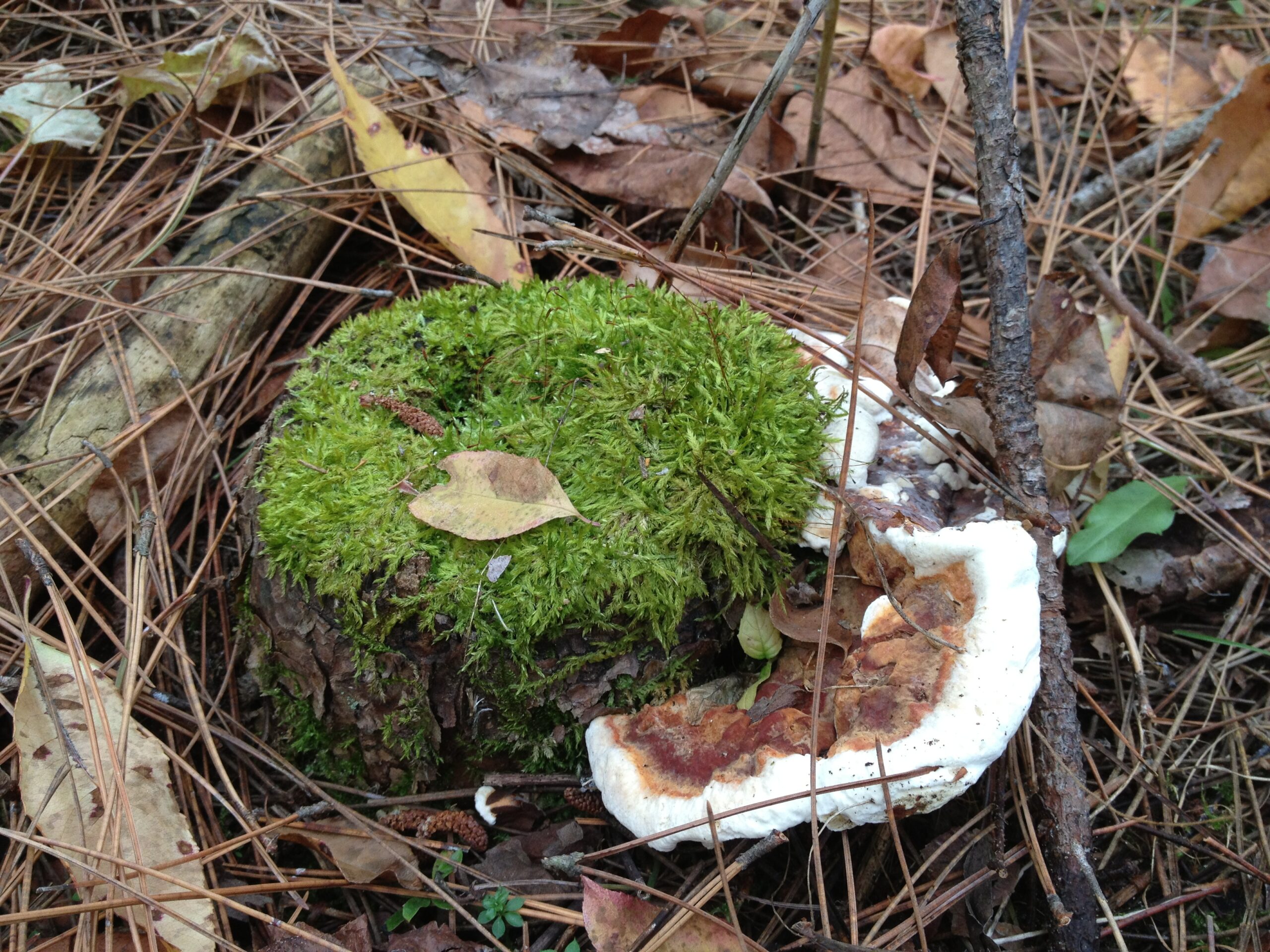 A pine stump with a Heterobasidion root disease fruit body with old brown growth in the center and new, bright white growth along the edges.