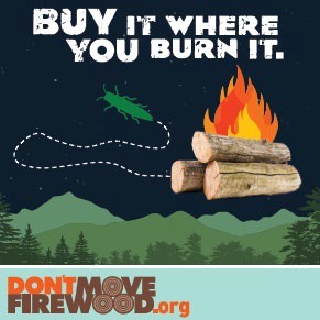 An image of an insect walking away from burning firewood in a forest with the caption, “Buy it where you burn it.”