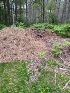 A large pile of pine needles, leaves and branches dumped along the forest edge.