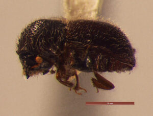 Close up of 2mm ambrosia beetle.