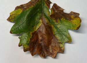 Photo showing wedge shaped area of dead tissue at the tip of a leaf infected with bur oak blight in Fond du Lac County.