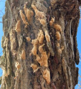 Numerous spongy moth egg masses on a bur oak in southern Waukesha County, November 2022.