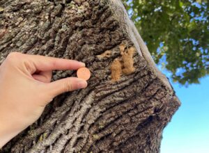 Spongy moth egg masses on a tree next to a penny for size comparison.