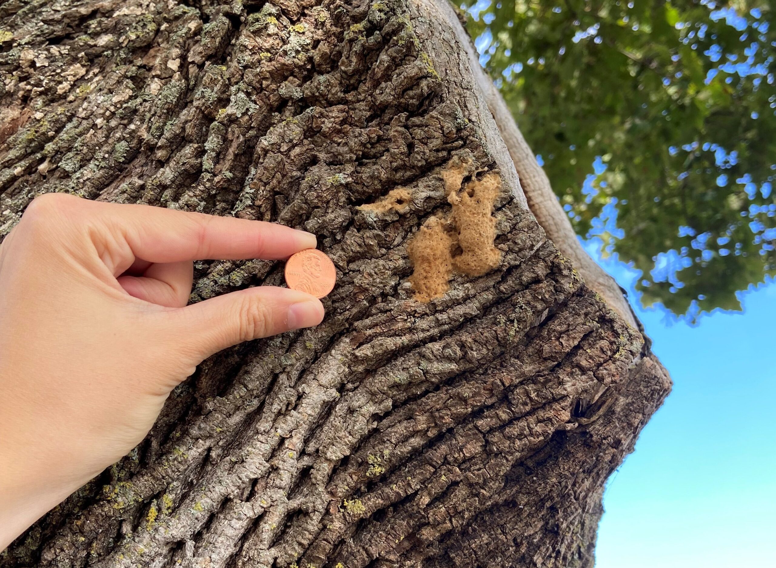 Spongy moth egg masses on a tree next to a penny for size comparison. 