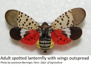 Spotted Lanternfly with wings outspread